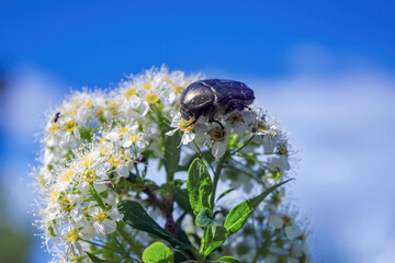 Beetle sitting on white spiraea or meadowsweet flowers close up detail, soft blurry blue sky background.