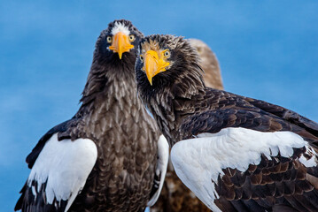 Adult Steller`s sea eagle. Close up portrait. Scientific name: Haliaeetus pelagicus. Blue background.