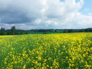 Raps field with blooming bright yellow flowers with a line of forest trees & green grass in a beautiful sunny day of spring. Yellow fields and blue sky with clouds background concept for agriculture.