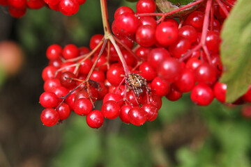 Red berry viburnum and spider on a branch in the summer.