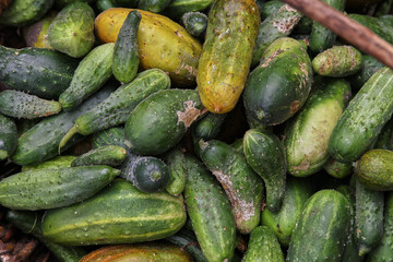 A group of overripe yellow and green cucumbers.
