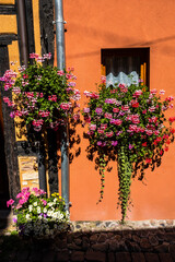 Fototapeta premium Eguisheim a village in Alsace in France, old architecture, flowers on the windows and colored facades