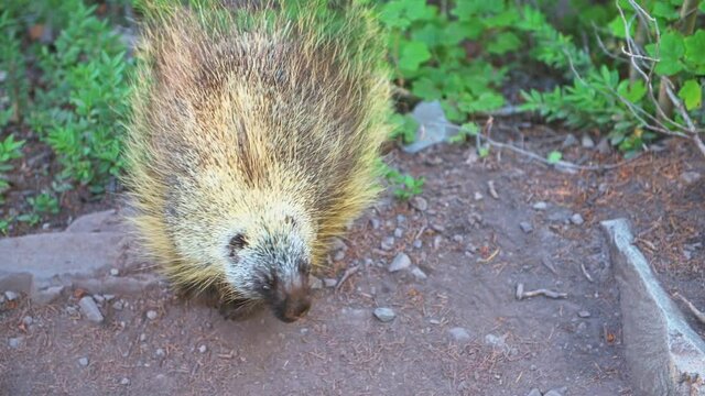 Aspen, Colorado Maroon Bells lake trail wilderness and closeup macro of one porcupine wildlife wild animal with fur texture in forest footpath