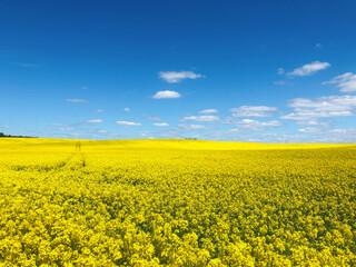 Raps field with blooming yellow flowers in a beautiful sunny day of spring. Vibrant peaceful & tranquil yellow fields and cloudy blue sky background concept. Eastern European scenery in Belarus.