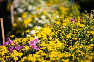 Soft and select focus beautiful flowers in the garden with day light.