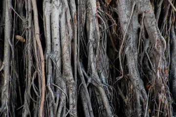 The cloud cover blue sky bright and clear Suitable for background.