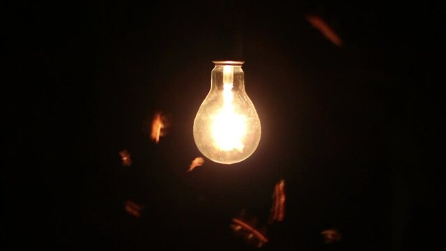 moths flying close surrounding to vintage light bulb 