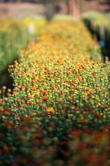 Fototapeta premium Soft and select focus beautiful flowers in the garden with day light.