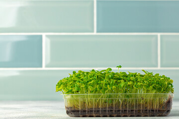 Micro green sprouts growing in tray in kitchen against mint tile wall