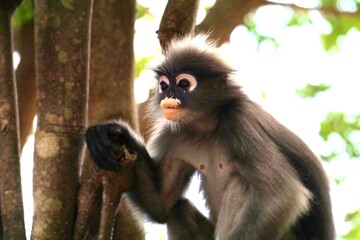 Close up​ Dusky leaf monkey on the tree at Khao lom muak, Prachuap Khiri Khan, Thailand. 