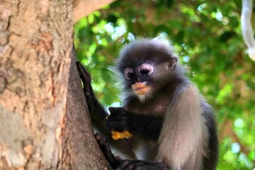 Close up​ Dusky leaf monkey on the tree at Khao lom muak, Prachuap Khiri Khan, Thailand. 