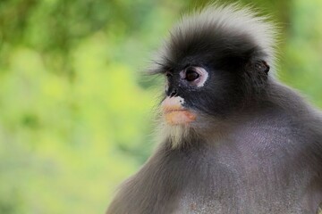 Close up​ Dusky leaf monkey on the tree at Khao lom muak, Prachuap Khiri Khan, Thailand. 