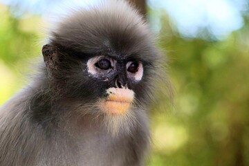 Close up​ Dusky leaf monkey on the tree at Khao lom muak, Prachuap Khiri Khan, Thailand. 