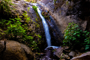 source and small natural waterfall with spring water in protected forest of the canaries with wild plants.