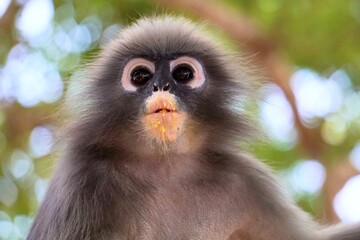 Close up​ Dusky leaf monkey on the tree at Khao lom muak, Prachuap Khiri Khan, Thailand. 