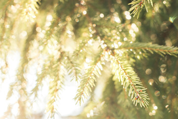 Background of spruce branches with sunlight through them