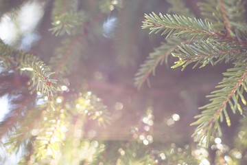 Fototapeta na wymiar Background of spruce branches with sunlight through them