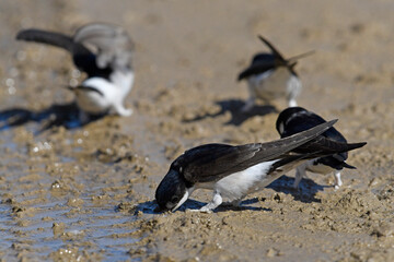 house martin collecting nesting material  / Mehlschwalbe (Delichon urbicum) sammelt Nistmaterial