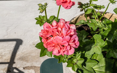red flower blossom