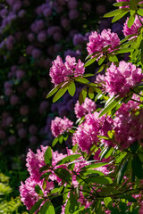 Rhododendron pink magenta Blüten Dolde Blütenstand Nahaufnahme Gegenlicht Iserlohn Sauerland Stadtsteiche Deutschland Idyll Makro Busch Baum Gehölz Frühling Pracht Natur Biotop Hintergrund farben rosa