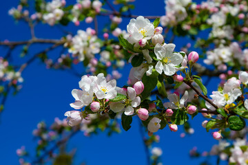 Young apple flowers and bright blue sky in early spring season. Natural composition