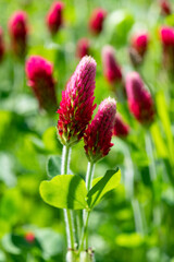 Inkarnat-Klee Trifolium incarnatum Blutklee Rosenklee  Italienischer Klee Blume Pflanze Blüten Wiese Weide Farbe magenta rot purpur Makro Nahaufnahme Deutschland Sauerland Fokus Insekten