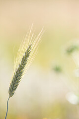 Rye spike in the field.