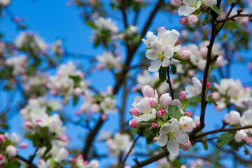 Fototapeta na wymiar Young apple flowers and bright blue sky in early spring season. Natural composition