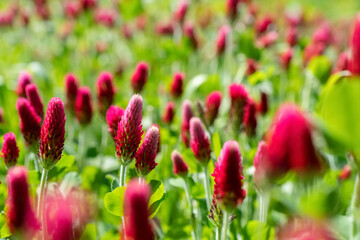 Inkarnat-Klee Trifolium incarnatum Blutklee Rosenklee  Italienischer Klee Blume Pflanze Blüten...