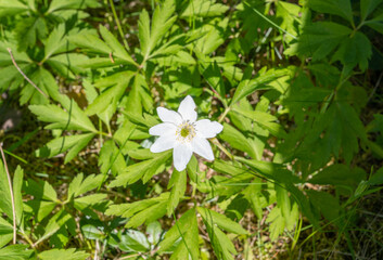 white flower in the garden