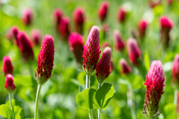 Inkarnat-Klee Trifolium incarnatum Blutklee Rosenklee  Italienischer Klee Blume Pflanze Blüten...