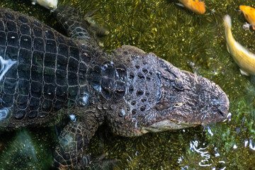 crocodile in the water