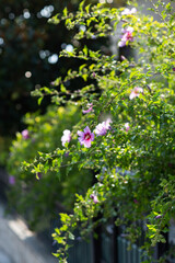 Garden in spring time. Closeup view of bush purple blossom. Lroses background closeup bloom floral flora color summer natural background bright beauty. vertical wallpaper
