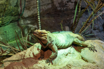 iguana on a branch