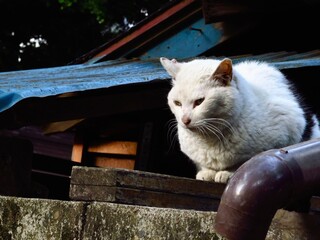 屋根上の白猫
