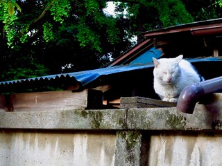 昼寝の猫