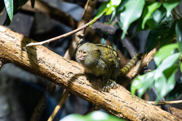 monkey on the tree
