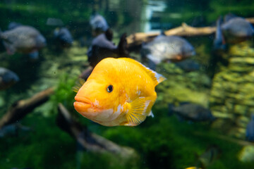 goldfish in aquarium