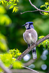 Beautiful Blue Jay