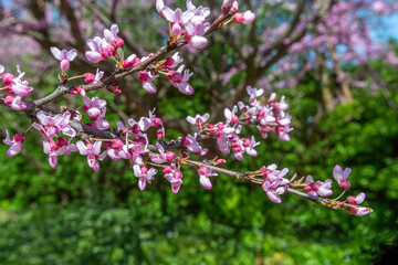 Cherry Blossoms in Park