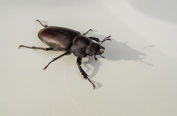 beetle deer creeps on a white background close-up