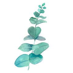 Design elements green twigs, leaves for a bouquet. Foliage vegetation, eucalyptus natural leaves in a watercolor style.