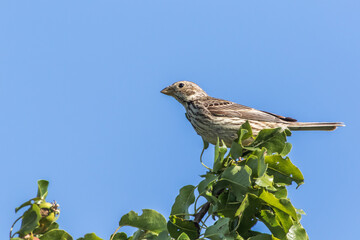Corn bunting (Emberiza calandra)