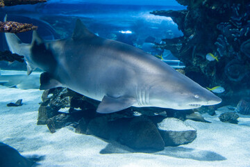 Fototapeta premium shark in aquarium