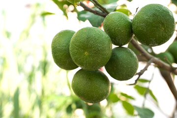 Lime in the garden of Thailand