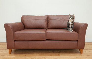 Adult tabby cat sitting on brown leather sofa against plain background. UK