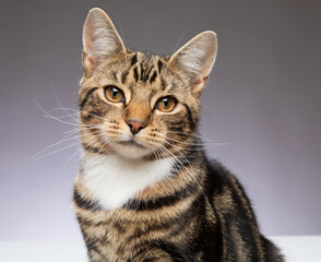 Young 9 month old Tabby cat looking to camera against a grey background. UK