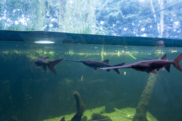 fish swimming in the aquarium