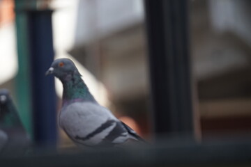 close up of a pigeon