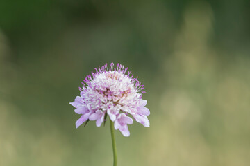 Image of a lilac and white scabious.